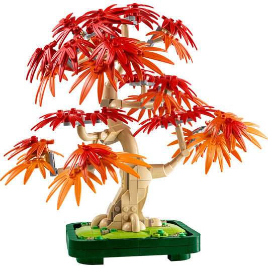 BONSAI ERABLE ROUGE DU JAPON BOTANIC